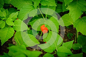 Physalis peruviana in the garden photo