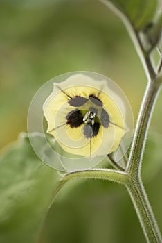 Physalis peruviana, Golden berry