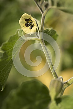 Physalis peruviana, Golden berry