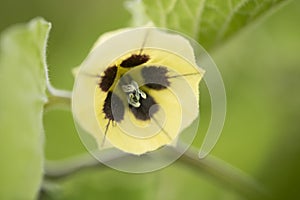 Physalis peruviana, Golden berry