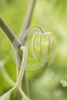 Physalis peruviana, golden berry, Fruit