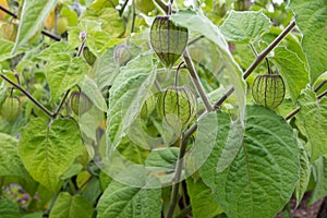 Physalis peruviana or goldenberry or Cape gooseberry plants