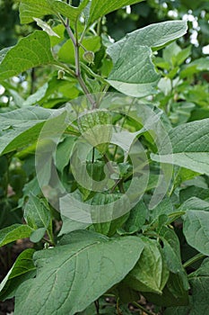 Physalis plant with green unripe immature fruits in garden. Chinese lantern plant with fruits