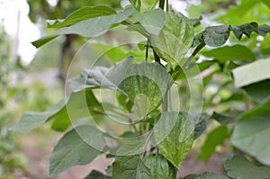 Physalis plant with green unripe immature fruits in garden. Groundcherry plant with fruits