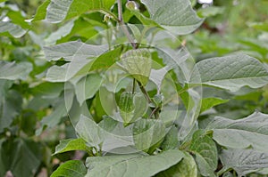 Physalis plant with green unripe immature fruits in garden. Strawberry groundcherry plant with fruits