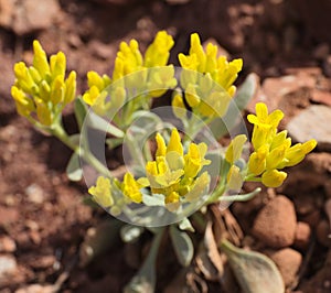 Physaria Newberryi