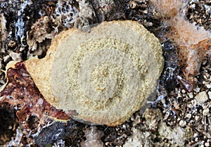 A physarum blob grown on covers of pine tree