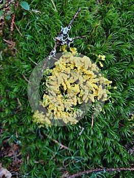Physarum virescens