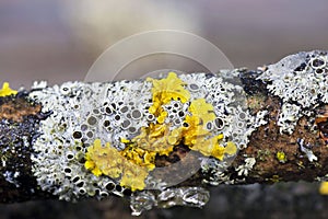 Physcia aipolia, commonly known as Hoary rosette lichen, is a species of fungal lichen in the genus Physcia