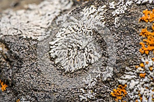 Physcia caesia, known as blue-gray rosette lichen