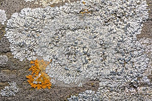 Physcia caesia, known as blue-gray rosette lichen. Top view