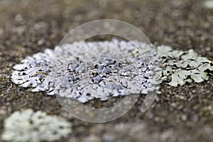 Physcia caesia, known colloquially as blue-gray rosette lichen and powder-back lichen, is a species of foliose lichenized fungus
