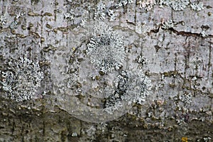 Physcia lichen in wild on tree bark