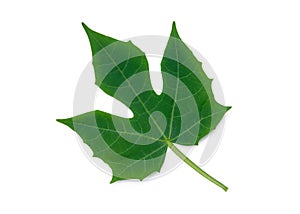 Physic Nut Jatropha curcas leaf isolated on white photo