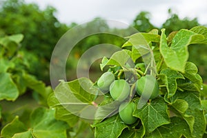 Physic nut, Purging nut or Barbadose nut Jatropha curcas L. agriculture farming, fruitage in the trees. Vegetable oil refining, photo