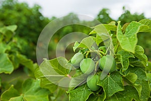 Physic nut, Purging nut or Barbadose nut Jatropha curcas L. agriculture farming, fruitage in the trees. Vegetable oil refining,