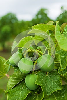 Physic nut, Purging nut or Barbadose nut Jatropha curcas L. agriculture farming, fruitage in the trees. Vegetable oil refining,