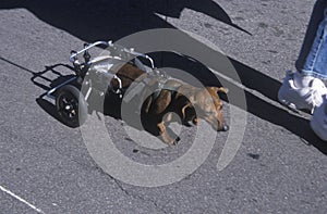 Physically challenged dachshund at the Doo Dah Parade, Pasadena, California photo