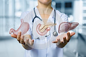 The physician shows the internal organs of digestion of a person