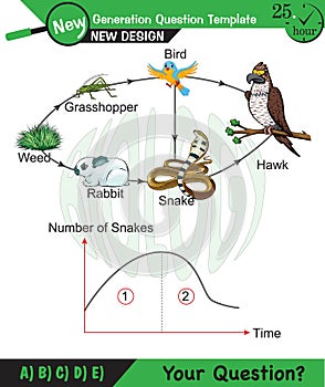 Physics, Vector Illustration of food chain - energy pyramid - educational infographic, question template