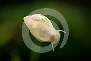 Physidae snail, bladder snails, family of air breathing freshwater snails, aquatic pulmonate gastropod molluscs. Aquascaping Anima