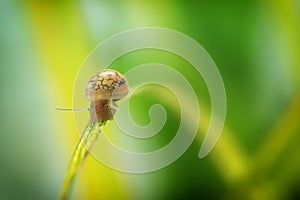 Physidae snail, bladder snails, family of air breathing freshwater snails, aquatic pulmonate gastropod molluscs. Aquascaping Anima