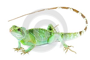 Physignathus cocincinus