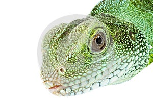 Physignathus cocincinus