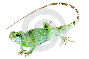 Physignathus cocincinus