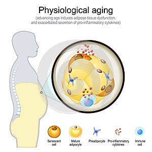 Physiological Aging. Cellular senescence