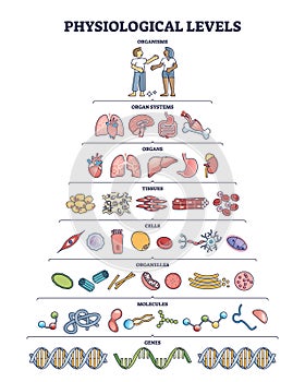 Physiological levels and detailed life structure division outline diagram photo