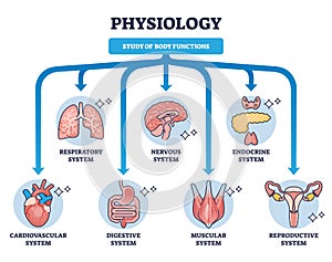 Physiology as study of body functions and organ systems outline diagram