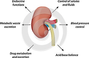 Physiology of the Kidney