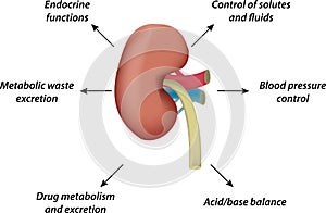Physiology of the Kidney photo