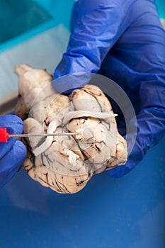 Physiology student examining a cow brain