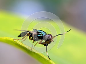 Physiphora is a genus of flies in the family Ulidiidae. in indian village garden Physiphora image
