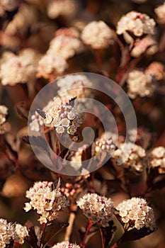 Physocarpus diabolo.