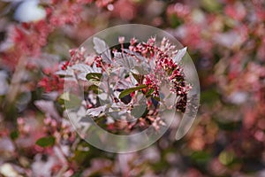 Physocarpus opulifolius