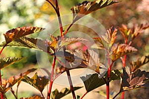 Physocarpus opulifolius photo