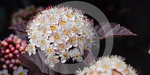 Physocarpus opulifolius \'Diablo\'.