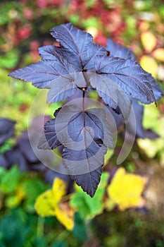 Physocarpus opulifolius diabolo or ninebark foliage or Ninebark Red Baron. Beautiful red brown leaves on big bush