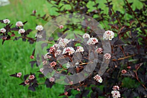 Physocarpus opulifolius diabolo with white flowers