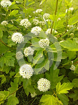 Physocarpus opulifolius with flowers