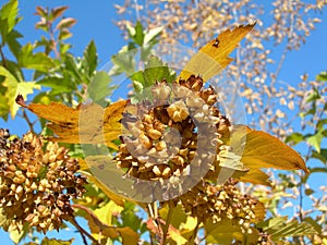 Physocarpus opulifolius fruit clusters in October