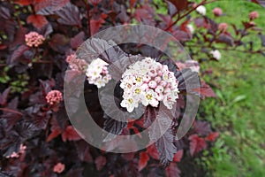 Physocarpus opulifolius with white flowers, pink buds and purple foliage