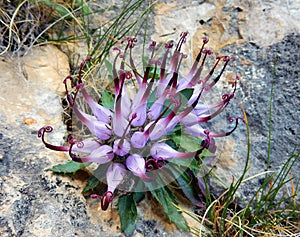 Physoplexis comosa Devilâ€™s claw, a rare alpine flower