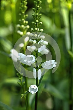 Physostegia. Cultivated flower.