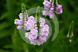 Physostegia.Top view.