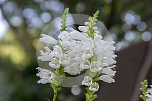 Physostegia virginiana alba, white small flowers in bloom