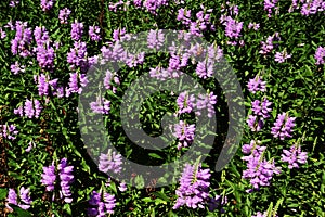 Physostegia virginianaï¼ˆVirginia lion`s heartï¼‰